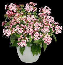 Image result for Pentas schumanniana