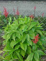 We did not find results for: Odontonema Red Firespike Vincent Gardens