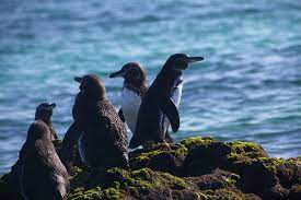 The galápagos penguin (spheniscus mendiculus) is a penguin endemic to the galápagos islands, ecuador. The Galapagos Penguin Facts Behaviour Where To See Them More