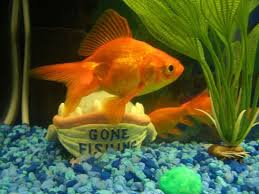 You should also line the bottom of the tank with large, smooth pieces of gravel. Keeping Goldfish Ratemyfishtank Com