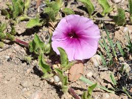 Image result for Ipomoea vernalis