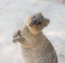 30 Funny Quokka Pictures That Will Make You Book A Flight To Australia To See Them Cute Animals Quokka Baby Animals