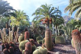 Kaktus i kaktus garten i kaktus sorten. Kakteen Garten Foto Bild Pflanzen Pilze Flechten Natur Bilder Auf Fotocommunity