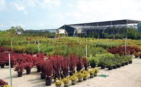 Maybe you would like to learn more about one of these? Johnson S Nursery Plant Local Garden Center Near Me Menomonee Falls Milwaukee Buy Plants 8 Buy Plants Perfect Plants Plants