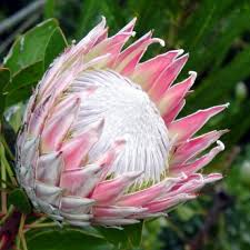 Image result for Protea enervis
