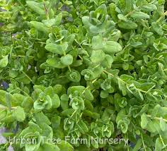 Image result for Polygala filicaulis