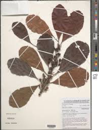 Image result for Uapaca guineensis