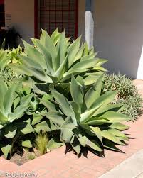Image result for Agave attenuata