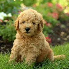 Mini Goldendoodle Puppies For Sale Greenfield Puppies Mini Goldendoodle Puppies Goldendoodle Puppy Teddy Bear Dog
