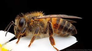 If you're looking for the best killer bee wallpapers then wallpapertag is the place to be. The Killer Bee The Case That Shook Up America All You Need Is Biology