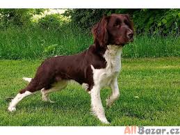 Image result for Malý münsterlandský ohař