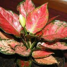Pin Di Aglaonema