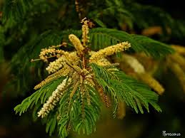 Image result for Acacia amythethophylla