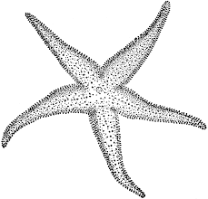 Black And White Saltwater Fish Clipart Starfish Clipart Etc Starfish Drawing Starfish Tattoo Starfish