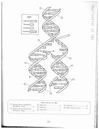 The model shows a double stranded dna being used as a template for a single strand messenger rna. Dna The Double Helix Worksheet Beautiful Dna Replication Coloring Worksheet On Dna Coloring Dna Replication Dna Drawing Dna Worksheet