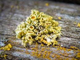 Image result for Polystachya cribbiana