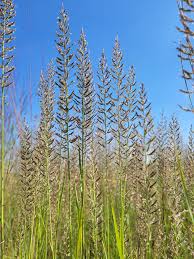 Image result for Pogonarthria