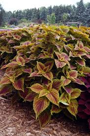 Image result for Coleus hereroensis