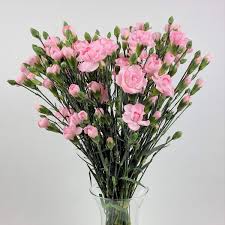 Blumenstrauß Nelken | Blumenversand Edelweiß