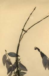 Image result for Chamaeclitandra henriquesiana