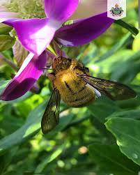 Image result for Bergia polyantha