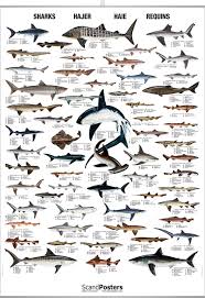 Shark Poster