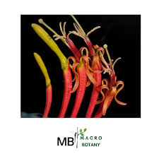 Image result for Loranthaceae