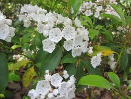 When planted close together, they form a lush, colorful privacy wall that acts like a butterfly magnet. Flowering Shrubs And Bushes For Year Round Color Hgtv