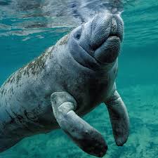 Manatee commune aka grant eadie is an electronic artist from washington and named best electronic artist by seattle weekly. Ki0wryiqx7 Mlm