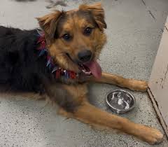 Dog knows when brother's bus is coming home