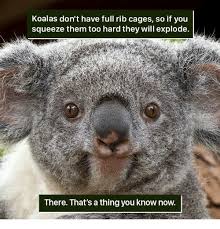 Cutesypooh Koala Funny Koala Koala Meme