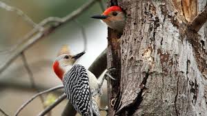 Types of woodpeckers what do woodpeckers eat. Woodpeckers In Indiana Daily Birder