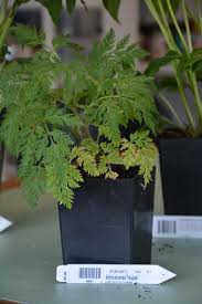 Delightful Plants | Deborah Silver & Co.