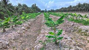 Ramai ingat tanam pokok pisang perlu tanah yang luas tapi hakikatnya dalam pasu pun boleh tanam. Cara Tanam Pokok Pisang Berangan Berkebun Sebagai Hobi Facebook