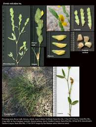 Image result for Zornia milneana