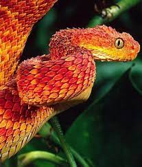 The Magic Faraway Tree African Bush Viper Viper Snake Beautiful Snakes