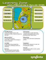 All animals and plants are made up of cells. Label A Plant Cell Up To 16yrs Old Gcse