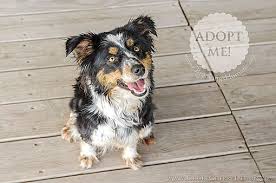 Australian shepherds furever is a 501(c) 3 nonprofit corporation. Brookings Sd Australian Shepherd Meet Dottie A Pet For Adoption