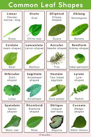 We did not find results for: Different Types Of Leaves With Names And Pictures