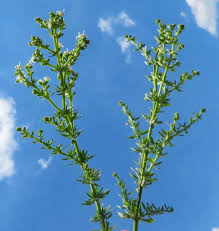 Image result for Scoparia