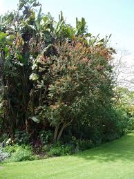 Image result for Galpinia transvaalica