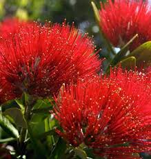 Flowers, shrubs, and trees new zealand is very diverse, with rainforests, deserts, oceans, mountains, and glaciers all very near each other. Online Plant Selection Mail Order Gift Delivering Plants New Zealand