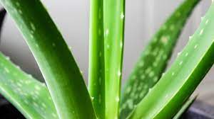 Depending on the species, these succulent perennials range in size from 1 to 15 feet tall. Pruning Large Aloe Vera Youtube