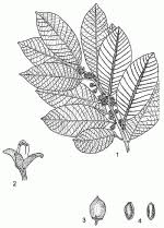 Image result for Pouteria altissima