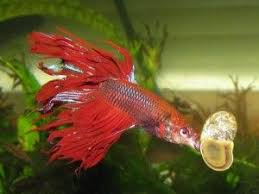 A Good Rule Of Thumb At Feeding Time Is This A Betta S Stomach Is About As Big As His Eyeball And Should Not Be Fe Betta Fish Types Betta Fish Care