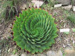 Image result for Stathmostelma pauciflorum