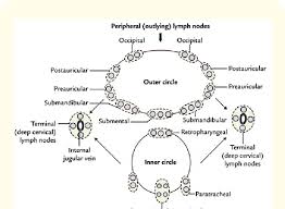 Deep cervical lymph nodes are associated with their positions adjacent to the internal jugular vein, which runs near the sides of the. Showing Outer And Inner Circles Of Cervical Lymph Nodes In The Download Scientific Diagram