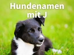 In unserem vornamenlexikon finden sie viele schöne männliche vornamen, die mit j beginnen. Hundenamen Mit J Weiblich Und Mannlich Mit Bedeutung