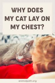 They can interrupt your sleep and bring a number of other health risks into your. Why Does My Cat Lay On My Chest Cats Cat Behavior Cat Sleeping
