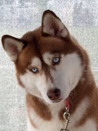  Gorgeous Siberian Husky Siberian Huskies Anjing Husky